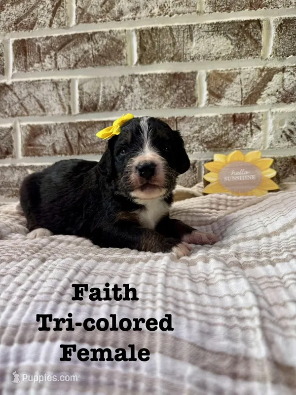 Faith  – Bernedoodle puppy for sale in Marion, VA