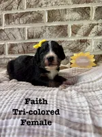 Faith , a female Bernedoodle for sale in Marion, VA – 5 of 8