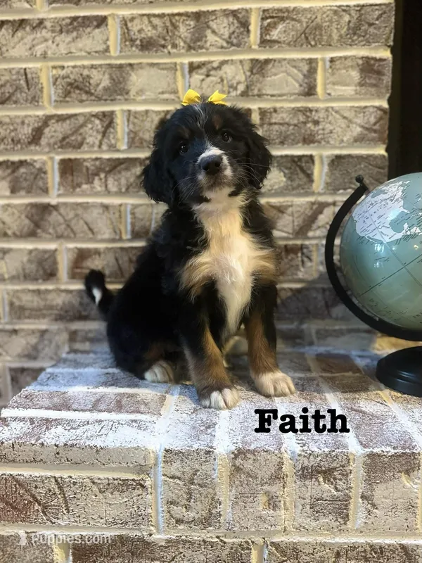Faith  – Bernedoodle puppy for sale in Marion, VA