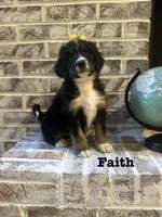 Faith , a female Bernedoodle for sale in Marion, VA – 1 of 8