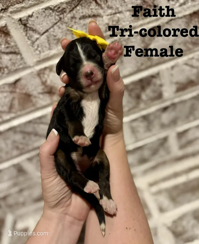 Faith  – Bernedoodle puppy for sale in Marion, VA