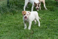 Razor , a male American Bulldog for sale in Cecilia, KY – 6 of 8