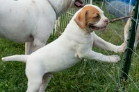 Razor , a male American Bulldog for sale in Cecilia, KY – 3 of 8