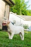Razor , a male American Bulldog for sale in Cecilia, KY – 5 of 8