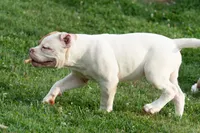 Razor , a male American Bulldog for sale in Cecilia, KY – 2 of 8