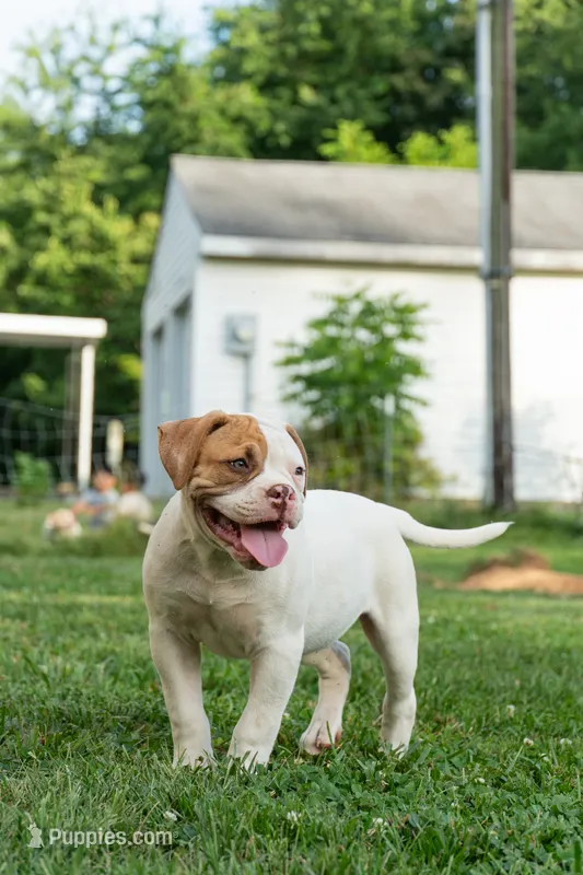 Razor  – American Bulldog puppy for sale in Cecilia, KY