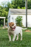 Razor , a male American Bulldog for sale in Cecilia, KY – 1 of 8