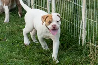 Razor , a male American Bulldog for sale in Cecilia, KY – 8 of 8