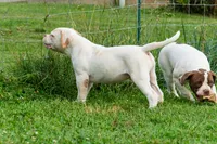 Razor , a male American Bulldog for sale in Cecilia, KY – 4 of 8