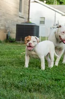 Razor , a male American Bulldog for sale in Cecilia, KY – 7 of 8