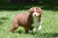 Zegna, a female Australian Shepherd for sale in Easton, MO – 7 of 7