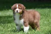Zegna, a female Australian Shepherd for sale in Easton, MO – 2 of 7