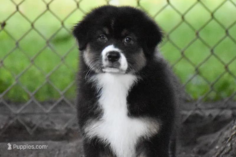 Fendi  – Australian Shepherd puppy for sale in Easton, MO