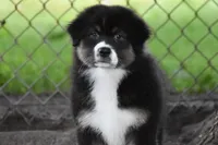 Fendi , a female Australian Shepherd for sale in Easton, MO – 1 of 6