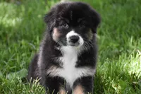 Fendi , a female Australian Shepherd for sale in Easton, MO – 5 of 6