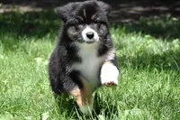 Fendi , a female Australian Shepherd for sale in Easton, MO – 3 of 6