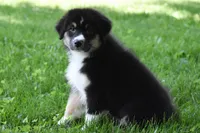 Miu Miu, a female Australian Shepherd for sale in Easton, MO – 4 of 6