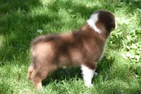 Zegna, a female Australian Shepherd for sale in Easton, MO – 4 of 7