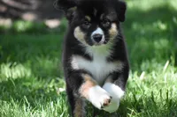 Miu Miu, a female Australian Shepherd for sale in Easton, MO – 5 of 6