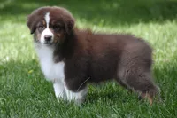 Zegna, a female Australian Shepherd for sale in Easton, MO – 3 of 7