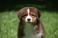 Zegna, a female Australian Shepherd for sale in Easton, MO – 6 of 7