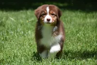 Zegna, a female Australian Shepherd for sale in Easton, MO – 5 of 7