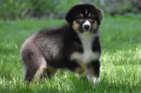 Miu Miu, a female Australian Shepherd for sale in Easton, MO – 3 of 6