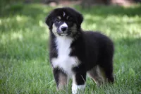 Miu Miu, a female Australian Shepherd for sale in Easton, MO – 6 of 6