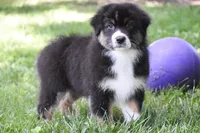Fendi , a female Australian Shepherd for sale in Easton, MO – 2 of 6