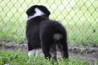 Fendi , a female Australian Shepherd for sale in Easton, MO – 4 of 6