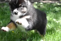 Fendi , a female Australian Shepherd for sale in Easton, MO – 6 of 6