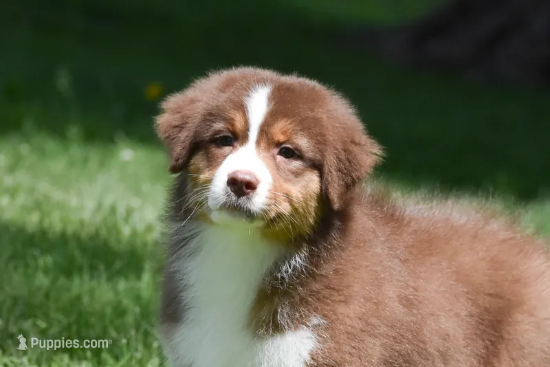 Zegna – Australian Shepherd puppy for sale in Easton, MO