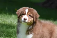Zegna, a female Australian Shepherd for sale in Easton, MO – 1 of 7