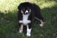 Miu Miu, a female Australian Shepherd for sale in Easton, MO – 2 of 6