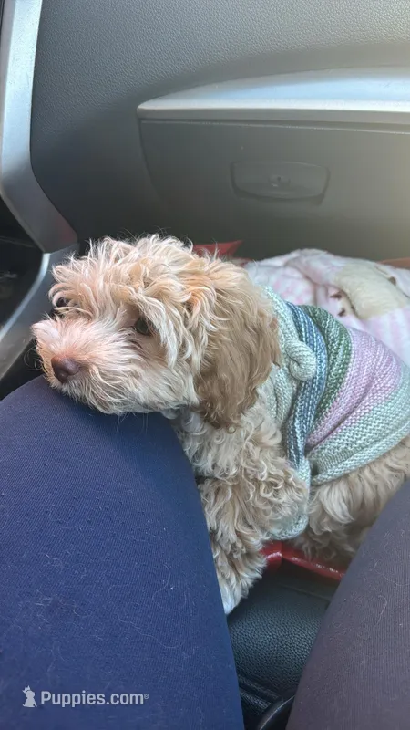 Zoey – Cockapoo puppy for sale in Brooklyn, NY