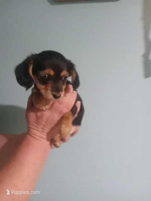 Lil girl – Yorkshire Terrier, Poodle - Miniature  puppy for sale in Floodwood, MN