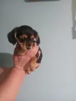 Lil girl, a female Yorkshire Terrier and Poodle - Miniature  for sale in Floodwood, MN – 1 of 1