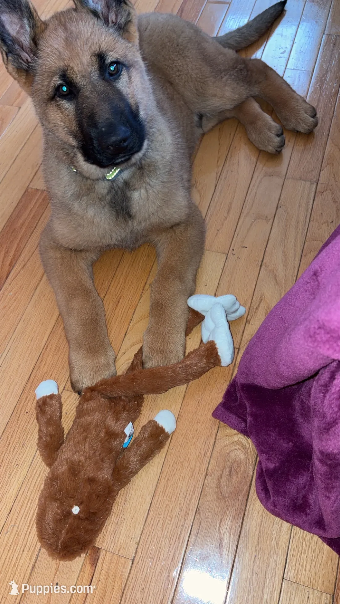 Teddy, a male German Shepherd Dog for sale in Havre de Grace, MD – 2 of 5