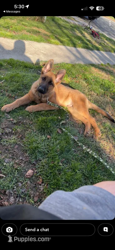 Teddy – German Shepherd Dog puppy for sale in Havre de Grace, MD