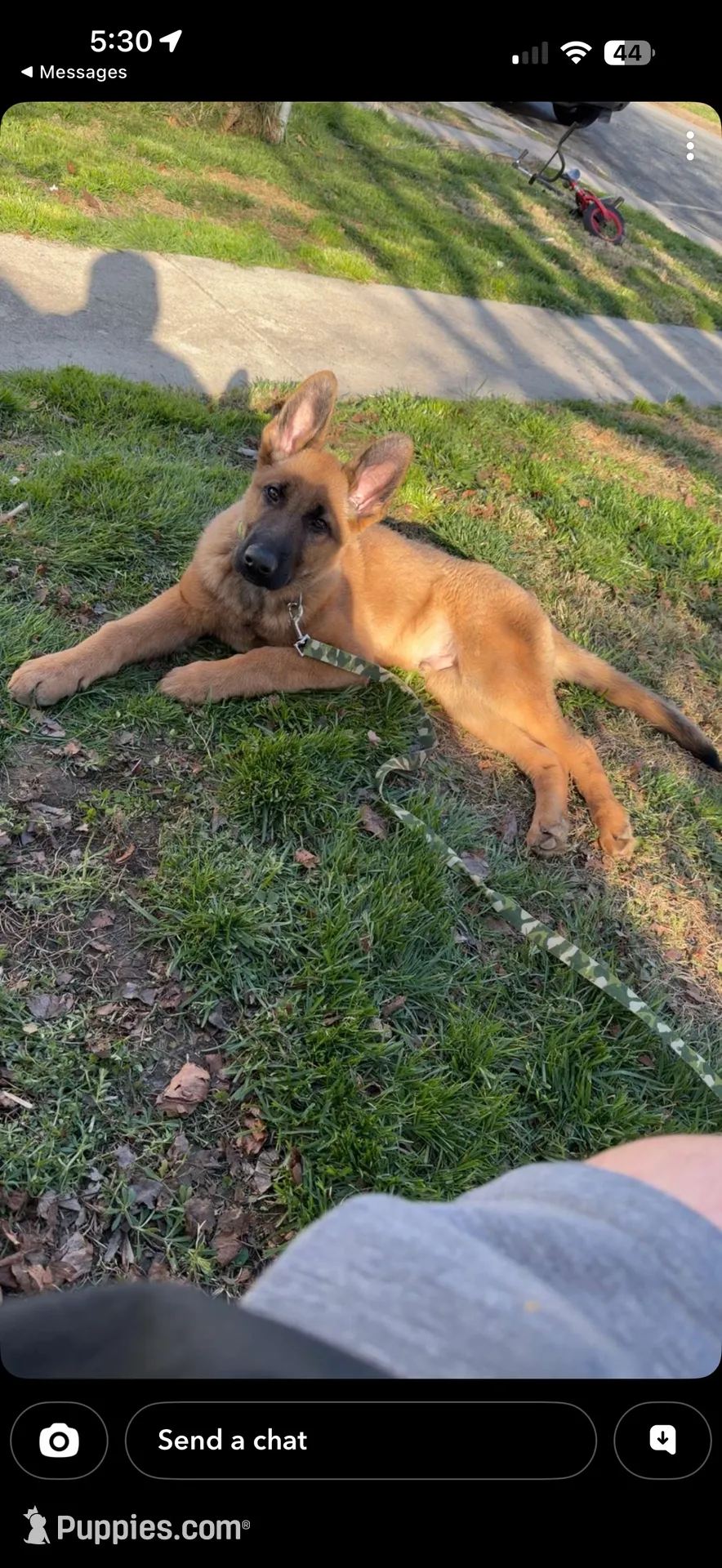 Teddy, a male German Shepherd Dog for sale in Havre de Grace, MD – 1 of 5