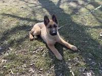 Teddy, a male German Shepherd Dog for sale in Havre de Grace, MD – 5 of 5