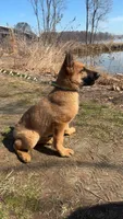 Teddy, a male German Shepherd Dog for sale in Havre de Grace, MD – 3 of 5