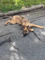 Teddy, a male German Shepherd Dog for sale in Havre de Grace, MD – 4 of 5