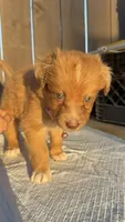 Girl 2💗 Aussiedoodle puppy , a male Aussiedoodle for sale in San Bernardino, CA – 4 of 4