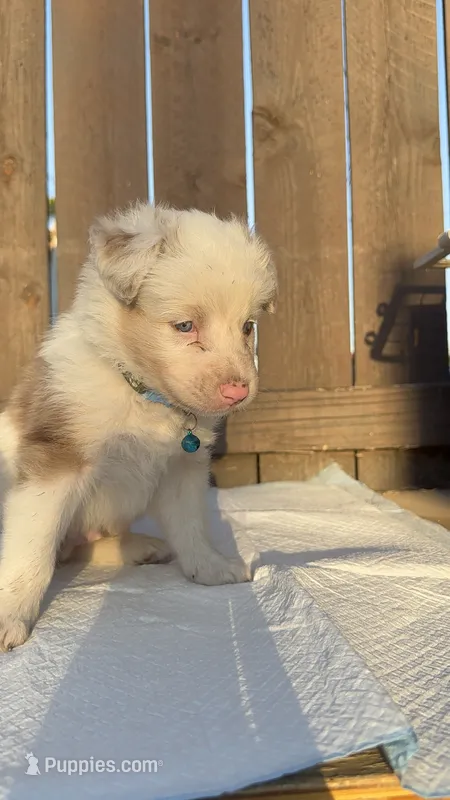 Boy 2🩵 Aussiedoodles puppy  – Aussiedoodle puppy for sale in San Bernardino, CA