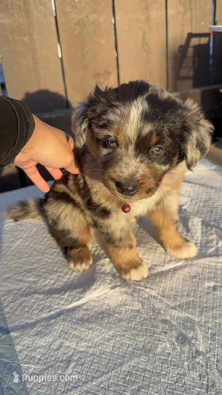 Boy 1 aussiedoodle – Aussiedoodle puppy for sale in San Bernardino, CA