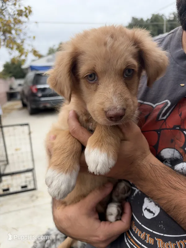 Girl 2💗 Aussiedoodle puppy  – Aussiedoodle puppy for sale in San Bernardino, CA