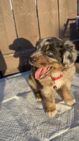Boy 1 aussiedoodle, a female Aussiedoodle for sale in San Bernardino, CA – 2 of 6