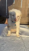 Boy 2🩵 Aussiedoodles puppy , a male Aussiedoodle for sale in San Bernardino, CA – 2 of 3