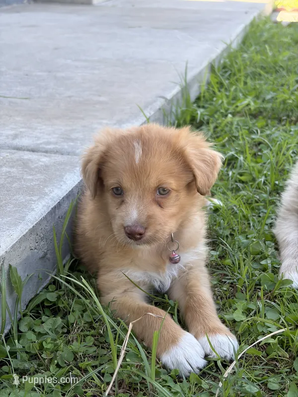 Girl 2💗 Aussiedoodle puppy  – Aussiedoodle puppy for sale in San Bernardino, CA